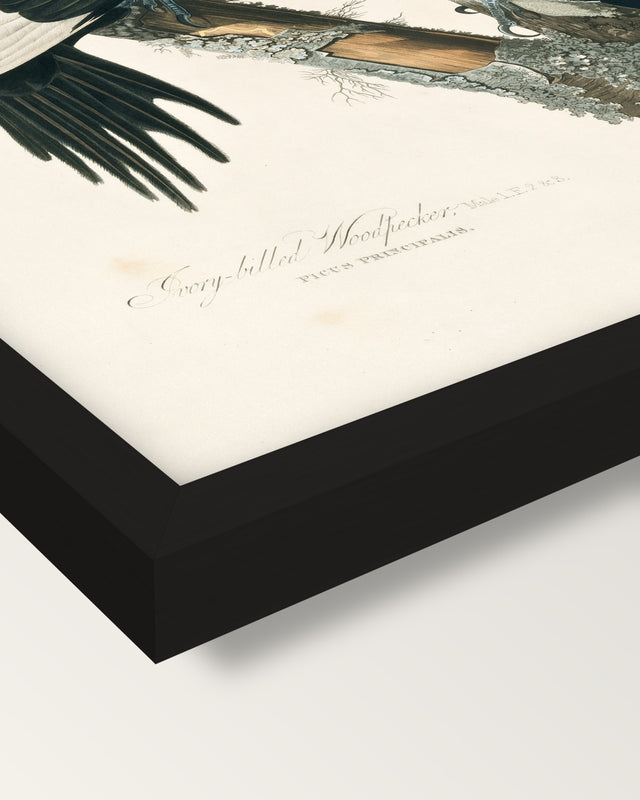 Ivory-billed Woodpecker by Audubon framed print, corner close-up: black moulding, mitred, the print set just below its edge