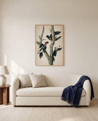 Ivory-billed Woodpecker by John James Audubon framed in natural oak above a cream sofa in a warm living room