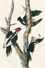 Ivory-billed Woodpecker by John James Audubon: three black and white woodpeckers, two with red crests, on a dead tree trunk