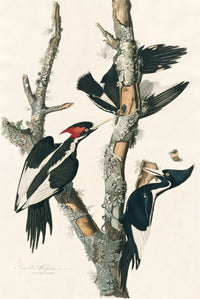 Ivory-billed Woodpecker by John James Audubon: three black and white woodpeckers, two with red crests, on a dead tree trunk