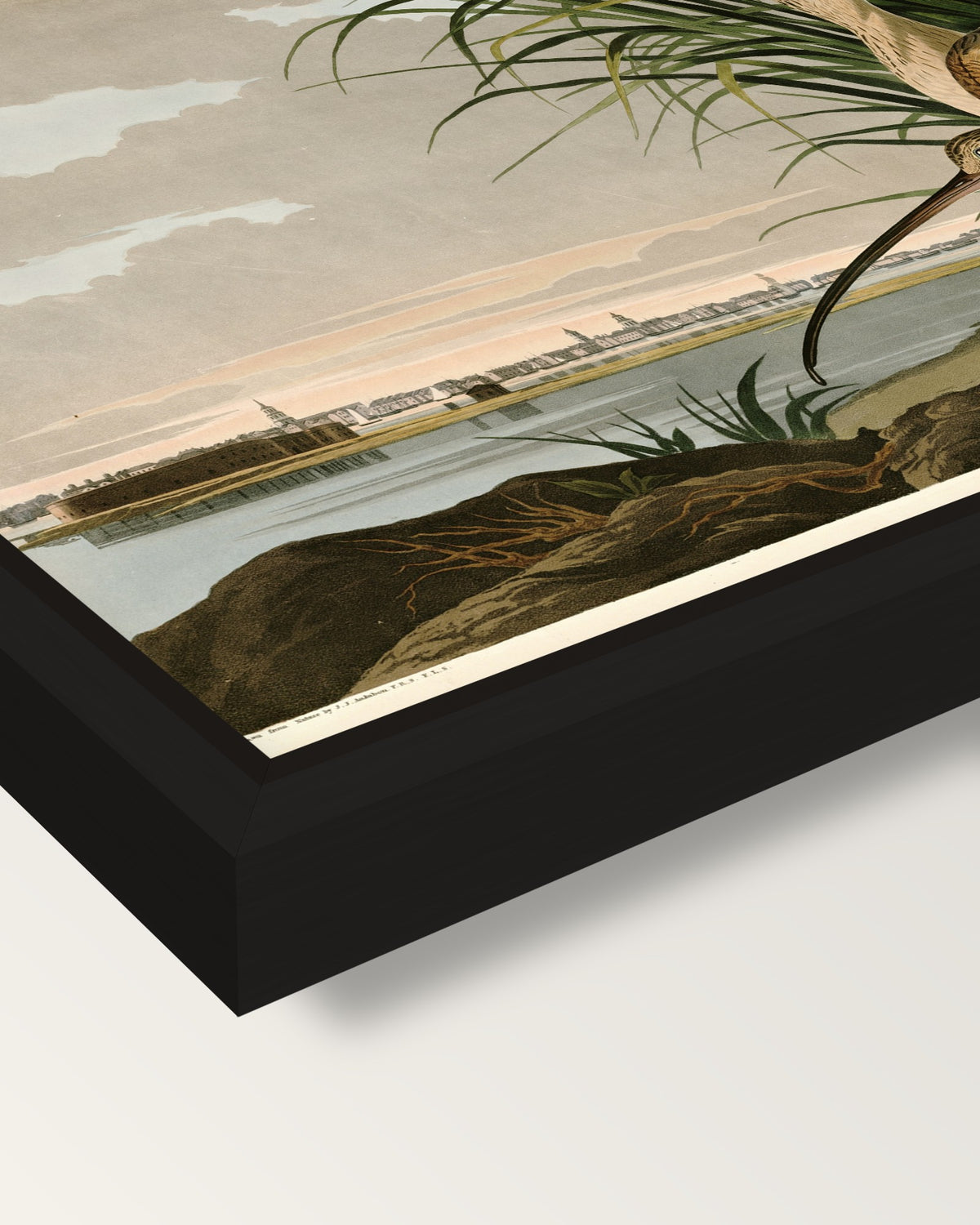 Long-billed Curlew by Audubon framed canvas, corner close-up: a black floating frame with a shadow gap round the canvas