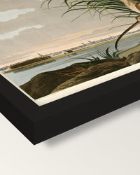 Long-billed Curlew by Audubon framed print, corner close-up: black moulding, mitred, the print set just below its edge