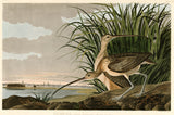 Long-billed Curlew by Audubon: two brown curlews with long curved bills in marsh grass, a city skyline across the water