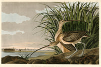 Long-billed Curlew by Audubon: two brown curlews with long curved bills in marsh grass, a city skyline across the water