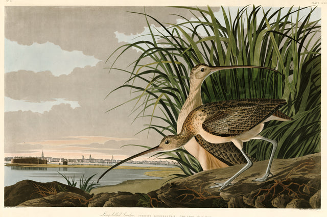 Long-billed Curlew by Audubon: two brown curlews with long curved bills in marsh grass, a city skyline across the water