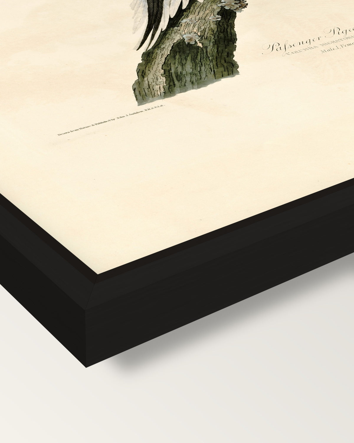 Passenger Pigeon by Audubon framed canvas, corner close-up: a black floating frame with a shadow gap round the canvas