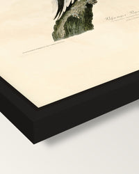 Passenger Pigeon by Audubon framed canvas, corner close-up: a black floating frame with a shadow gap round the canvas