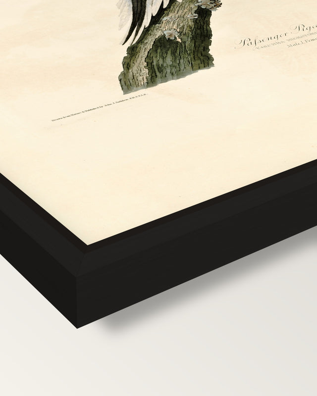 Passenger Pigeon by Audubon framed canvas, corner close-up: a black floating frame with a shadow gap round the canvas