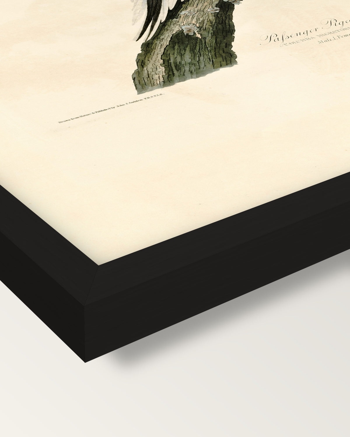 Passenger Pigeon by Audubon framed print, corner close-up: black moulding, mitred, the print set just below its edge