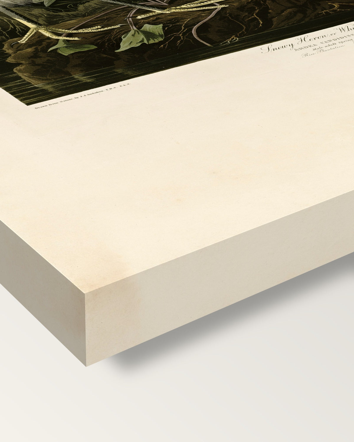 Snowy Heron by John James Audubon on stretched canvas, corner close-up: the painting mirror-wrapped round the sides