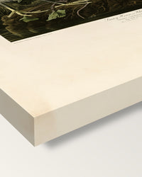 Snowy Heron by John James Audubon on stretched canvas, corner close-up: the painting mirror-wrapped round the sides