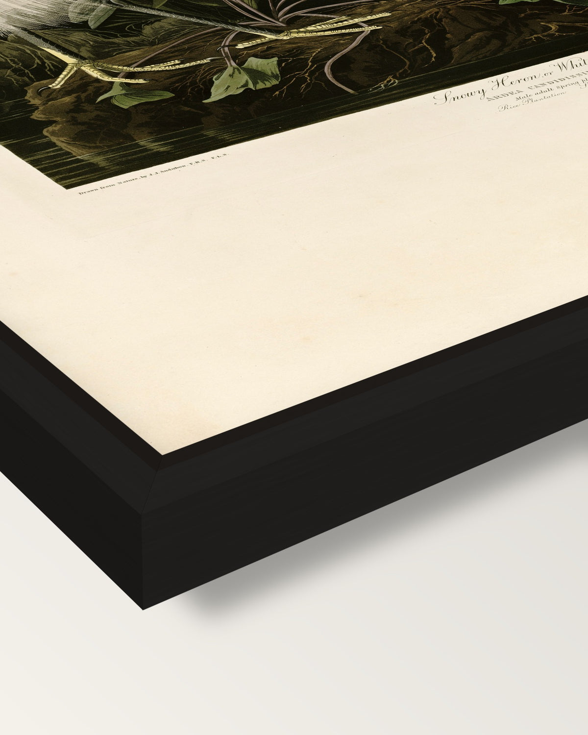 Snowy Heron by John James Audubon framed canvas, corner close-up: a black floating frame with a shadow gap round the canvas