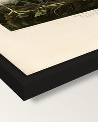 Snowy Heron by John James Audubon framed canvas, corner close-up: a black floating frame with a shadow gap round the canvas