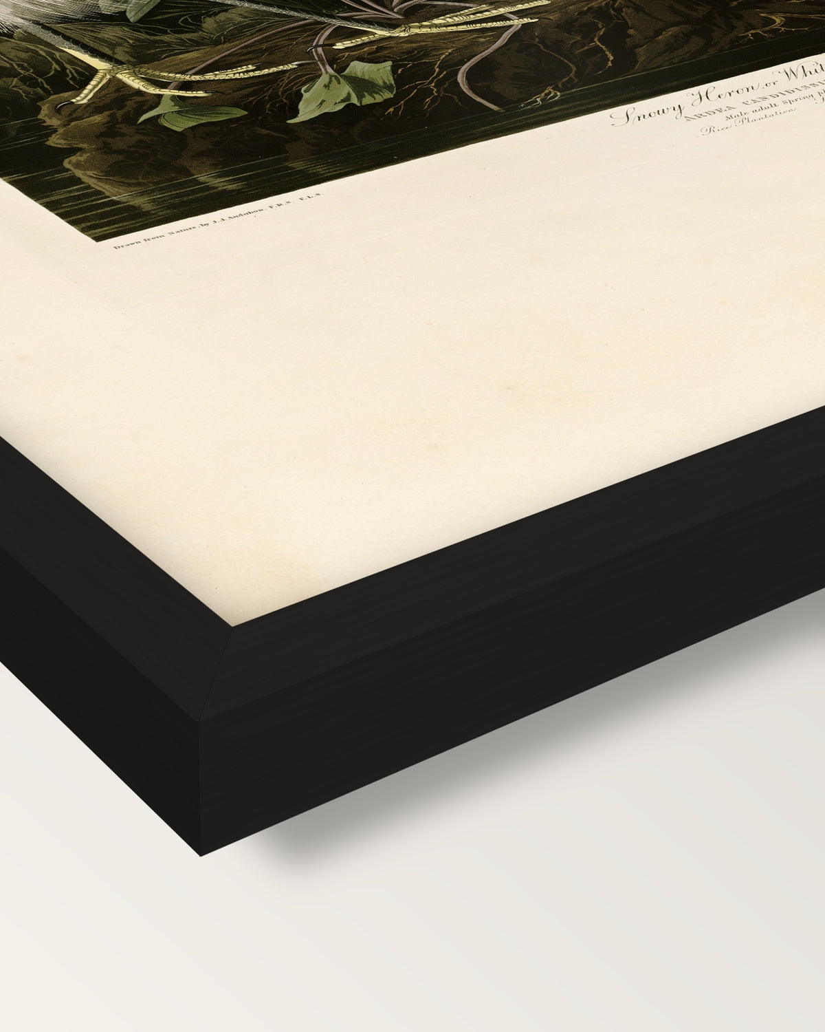 Snowy Heron by John James Audubon framed print, corner close-up: black moulding, mitred, the print set just below its edge