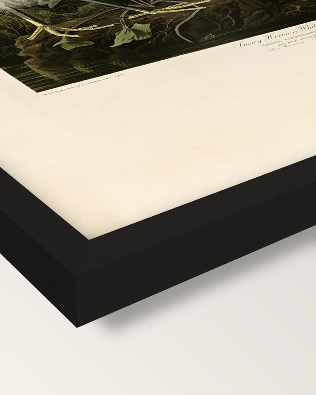 Snowy Heron by John James Audubon framed print, corner close-up: black moulding, mitred, the print set just below its edge