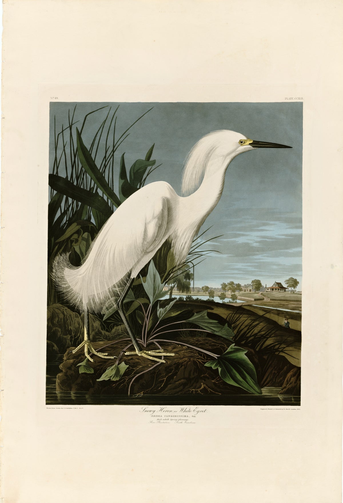 Snowy Heron by John James Audubon: a white egret with lifted plumes standing in marsh grass, low green country behind