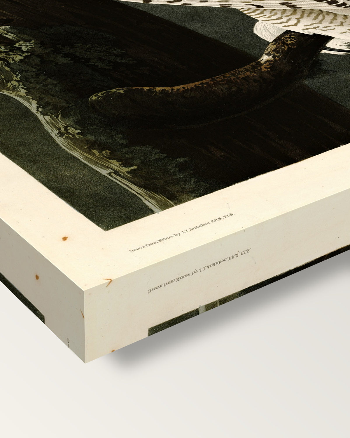 Snowy Owl by John James Audubon on stretched canvas, corner close-up: the painting mirror-wrapped round the sides