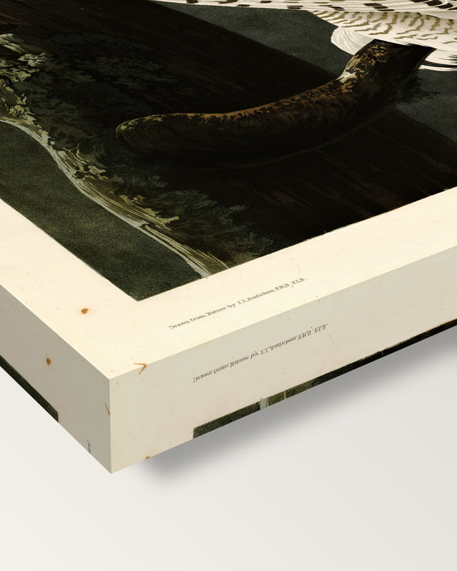 Snowy Owl by John James Audubon on stretched canvas, corner close-up: the painting mirror-wrapped round the sides
