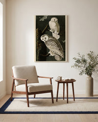 Snowy Owl by John James Audubon as a stretched canvas above a linen lounge chair in a reading corner
