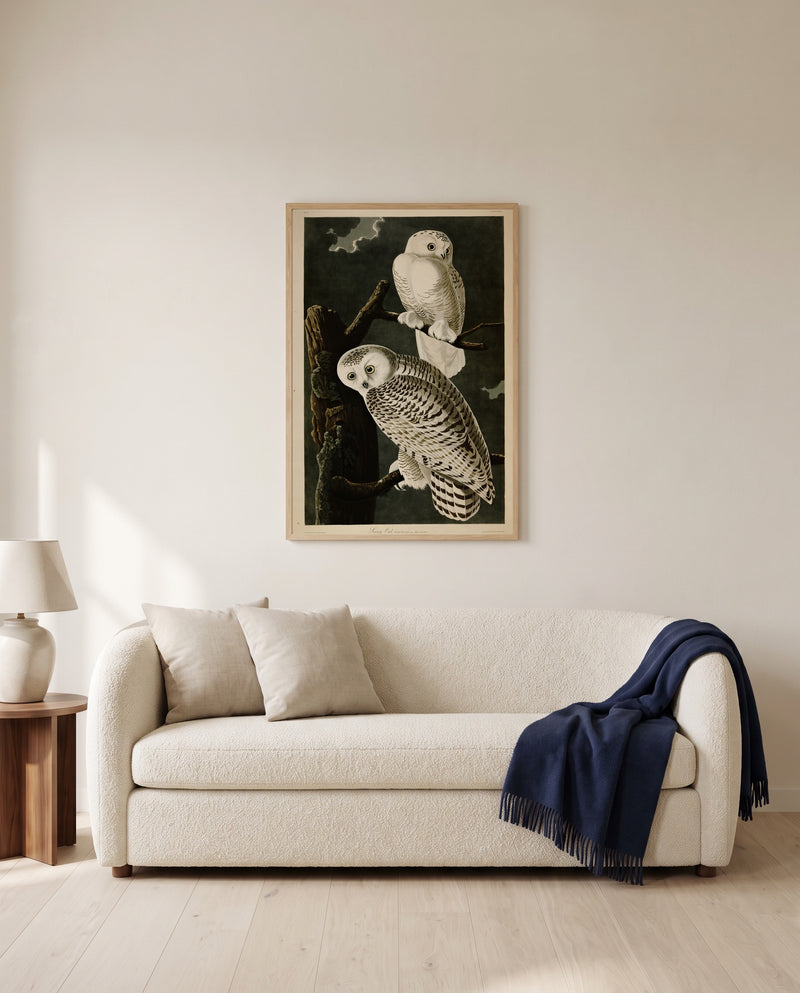 Snowy Owl by John James Audubon framed in natural oak above a cream sofa in a warm living room