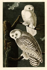 Snowy Owl by John James Audubon: two white owls with dark bars on a dead tree against a dark night sky and moonlit cloud