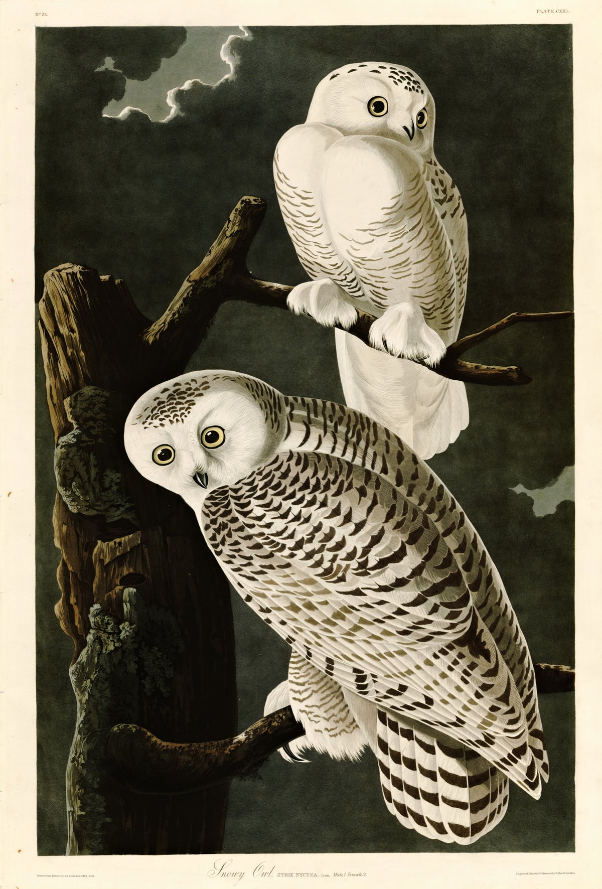 Snowy Owl by John James Audubon: two white owls with dark bars on a dead tree against a dark night sky and moonlit cloud