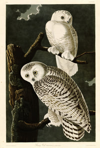 Snowy Owl by John James Audubon: two white owls with dark bars on a dead tree against a dark night sky and moonlit cloud
