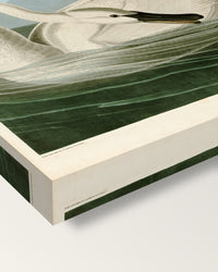 Trumpeter Swan by John James Audubon on stretched canvas, corner close-up: the painting mirror-wrapped round the sides
