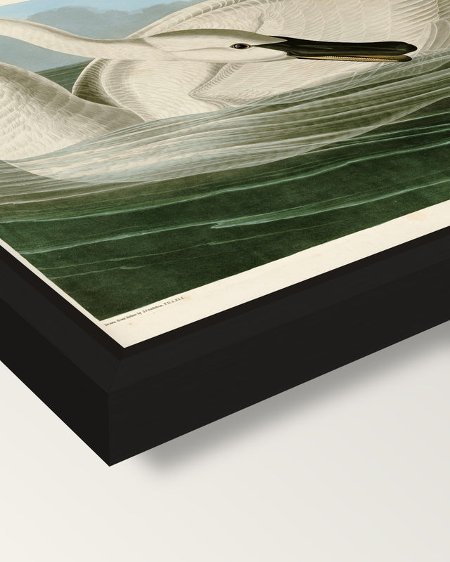 Trumpeter Swan by Audubon framed canvas, corner close-up: a black floating frame with a shadow gap round the canvas