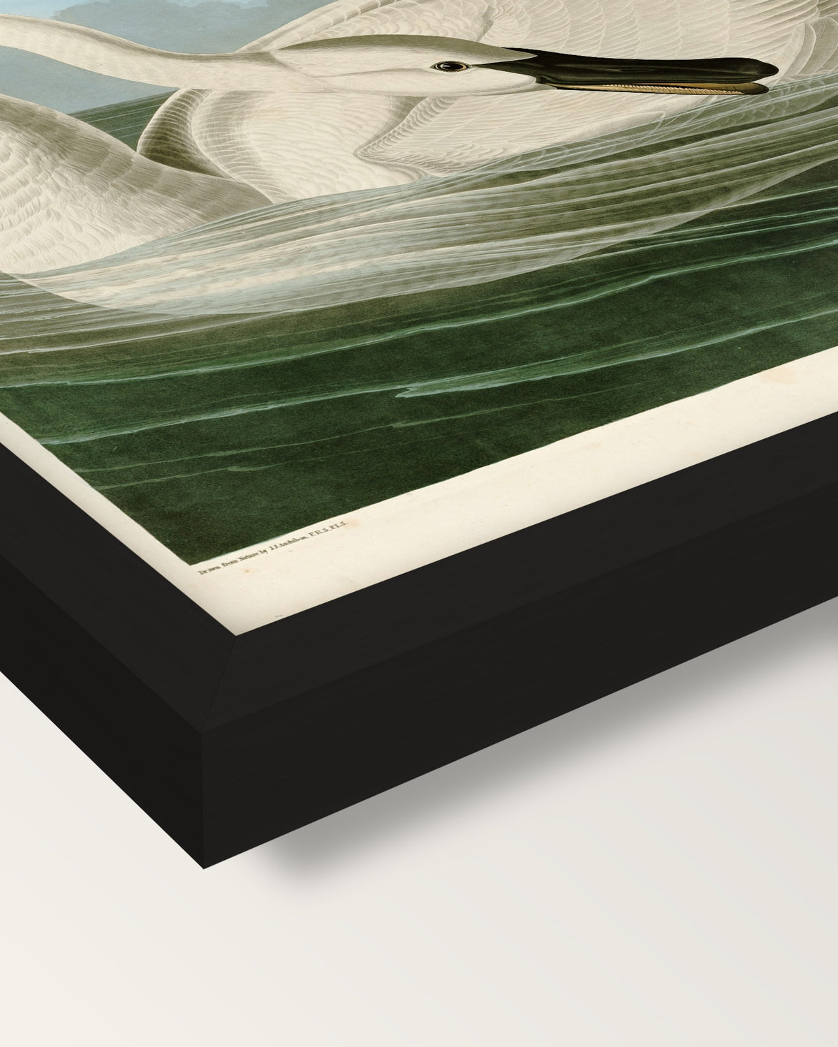 Trumpeter Swan by John James Audubon framed print, corner close-up: black moulding, mitred, the print set just below its edge