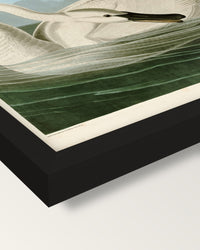 Trumpeter Swan by John James Audubon framed print, corner close-up: black moulding, mitred, the print set just below its edge
