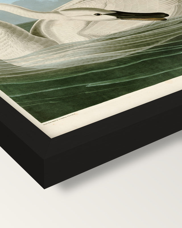 Trumpeter Swan by John James Audubon framed print, corner close-up: black moulding, mitred, the print set just below its edge