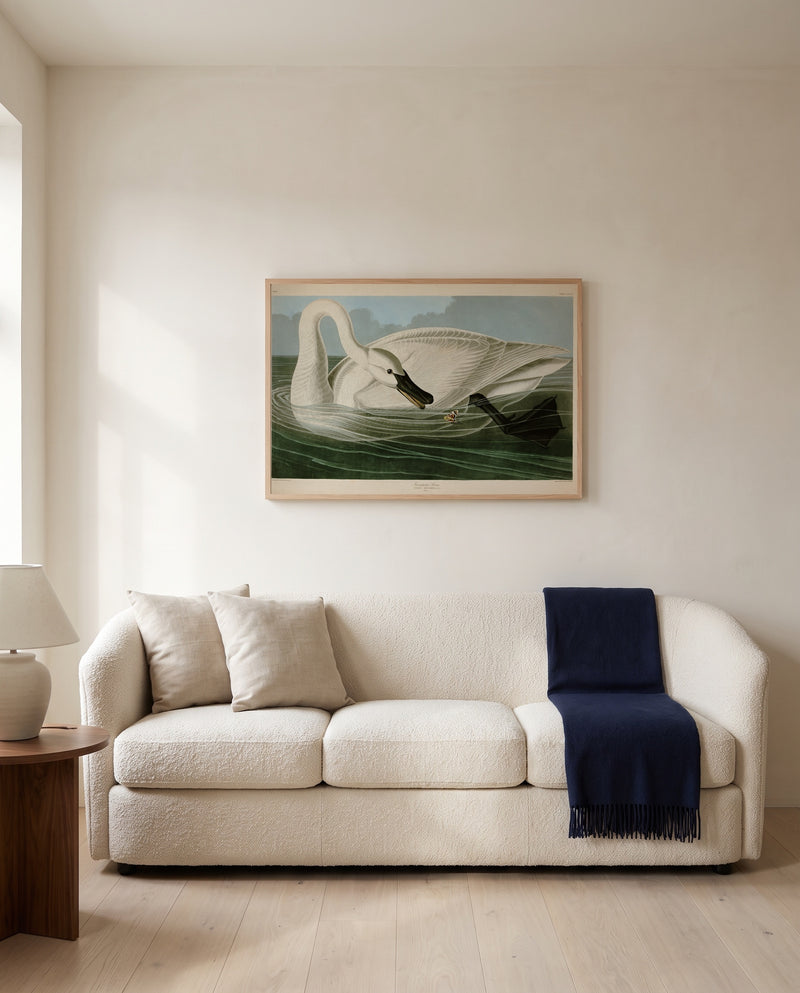 Trumpeter Swan by John James Audubon framed in natural oak above a cream sofa in a warm living room