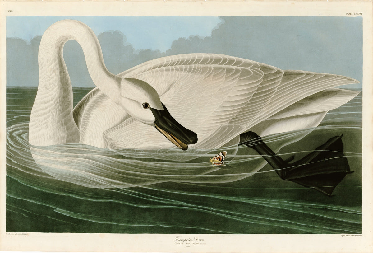 Trumpeter Swan by John James Audubon: a great white swan on green water, its long neck curved down toward the surface