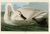 Trumpeter Swan by John James Audubon: a great white swan on green water, its long neck curved down toward the surface
