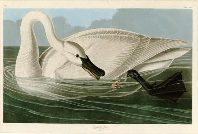 Trumpeter Swan by John James Audubon: a great white swan on green water, its long neck curved down toward the surface