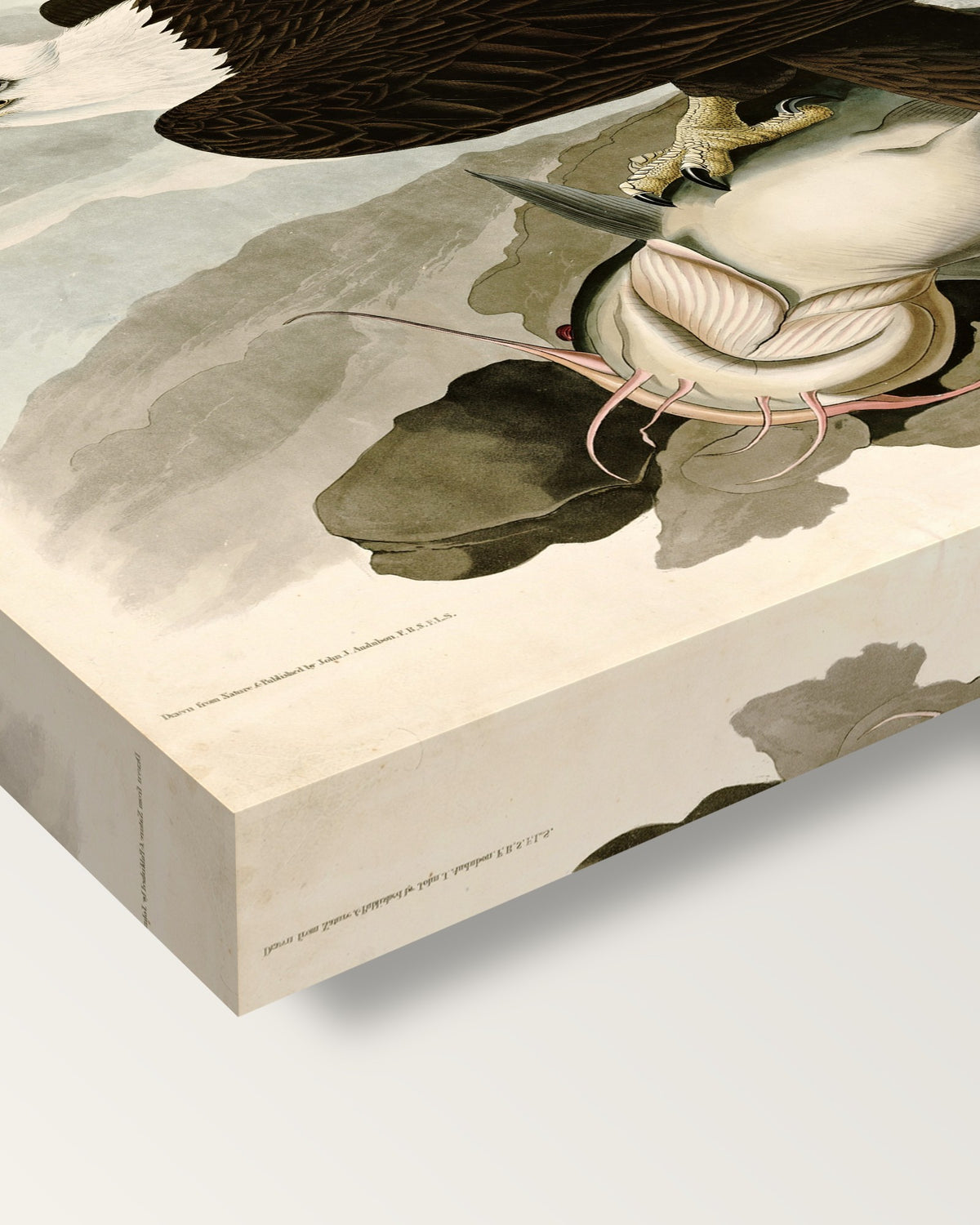 White-headed Eagle by John James Audubon on stretched canvas, corner close-up: the painting mirror-wrapped round the sides