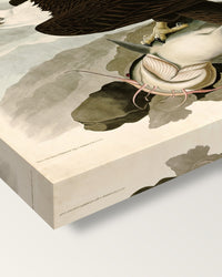 White-headed Eagle by John James Audubon on stretched canvas, corner close-up: the painting mirror-wrapped round the sides