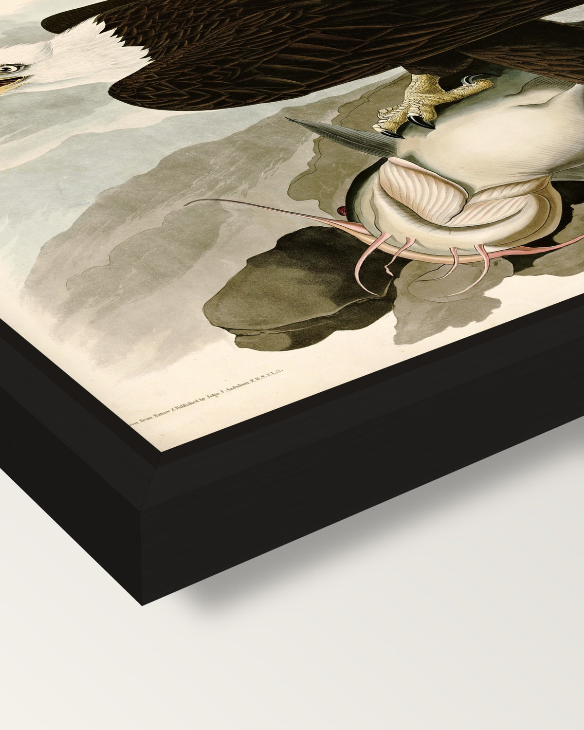 White-headed Eagle by Audubon framed canvas, corner close-up: a black floating frame with a shadow gap round the canvas