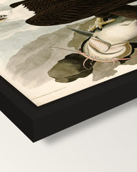 White-headed Eagle by Audubon framed canvas, corner close-up: a black floating frame with a shadow gap round the canvas