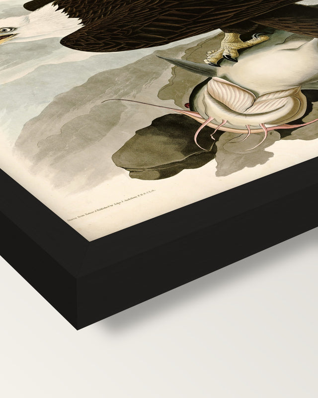 White-headed Eagle by Audubon framed print, corner close-up: black moulding, mitred, the print set just below its edge