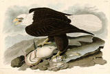 White-headed Eagle by John James Audubon: a bald eagle with wings half open and beak wide, standing on a catfish on rocks