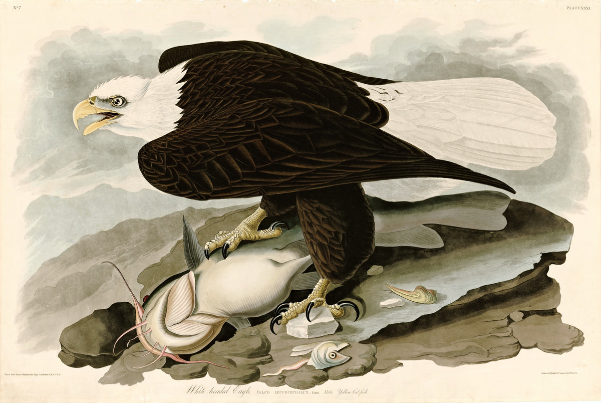 White-headed Eagle by John James Audubon: a bald eagle with wings half open and beak wide, standing on a catfish on rocks