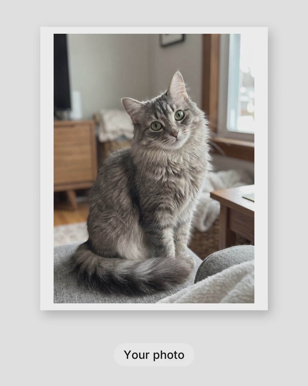 How a custom illustrated cat portrait is made: your photo, the proof within 24 hours, then framed on your wall