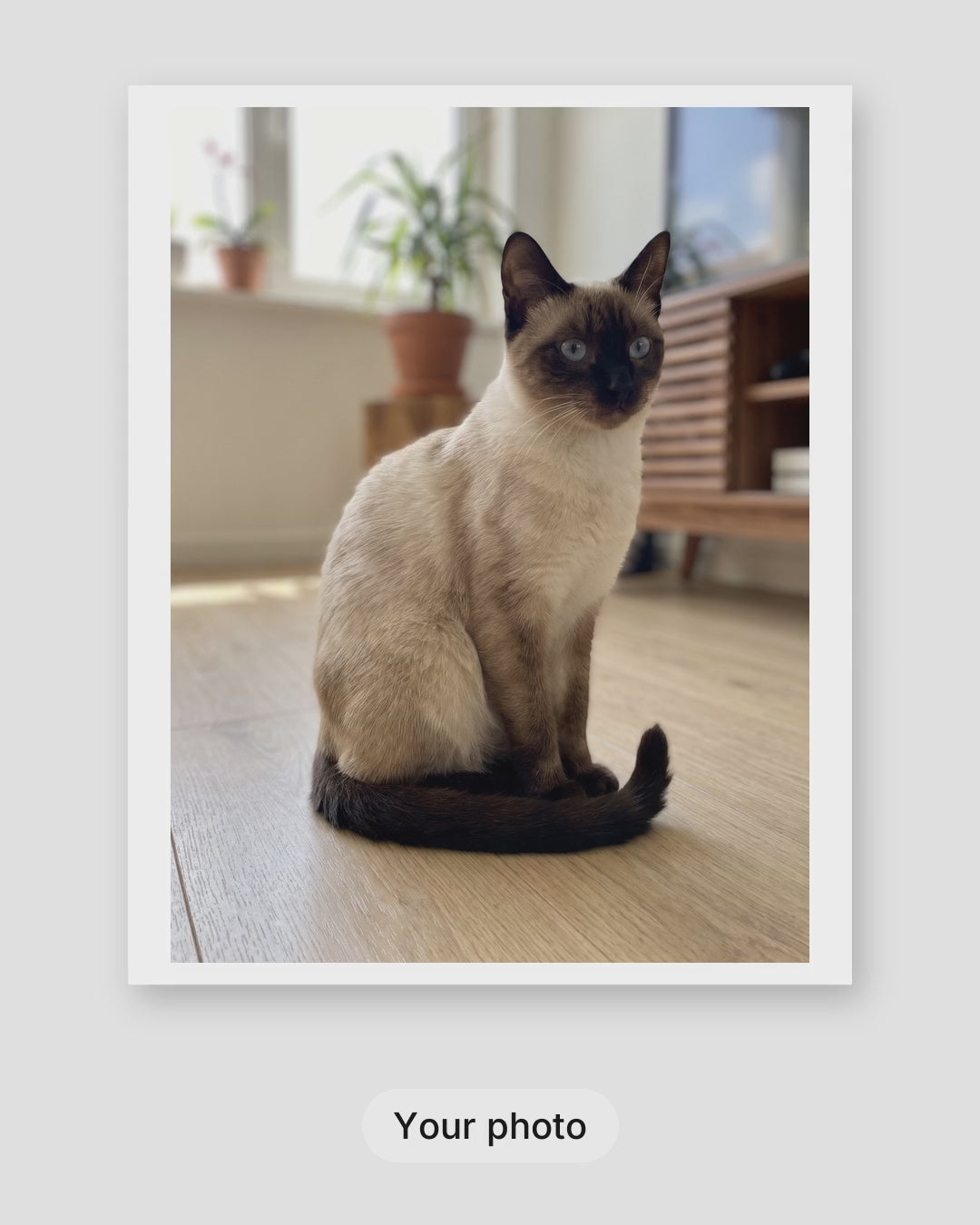 How a custom line art cat portrait is made: your photo, the proof within 24 hours, then framed on your wall
