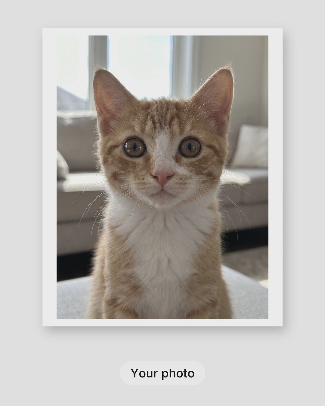 How a custom 3D animated cat portrait is made: your photo, the proof within 24 hours, then framed on your wall