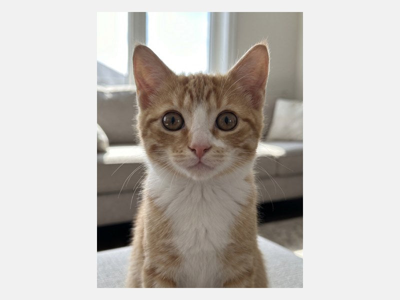 Example customer photo sent for a Custom 3D Cat Portrait
