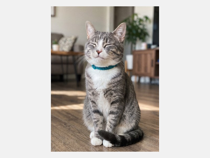 Example customer photo sent for a Cartoon Cat Portrait