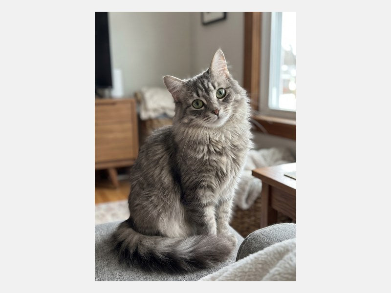 Example customer photo sent for a Custom Cat Drawing