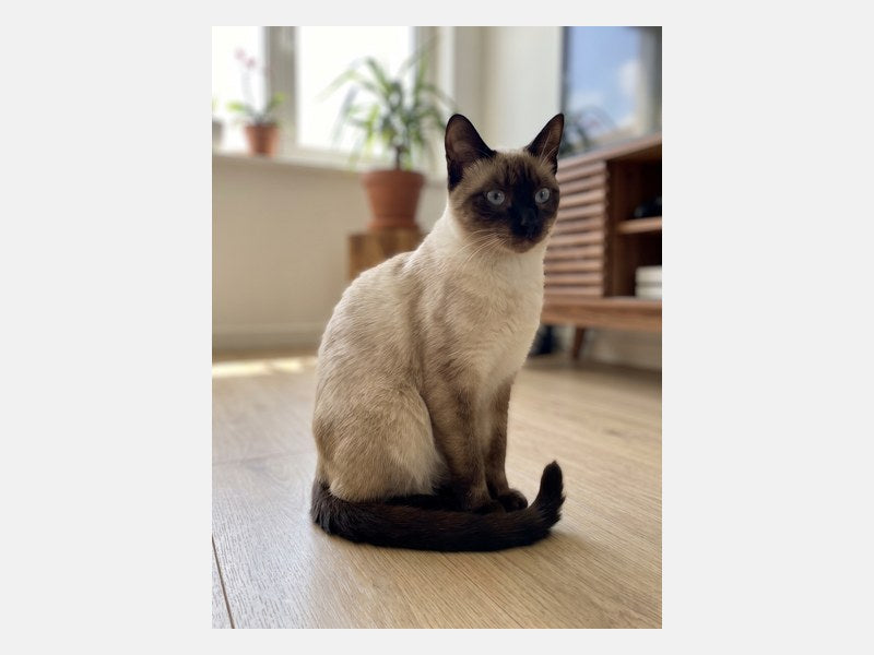 Example customer photo sent for a Line Art Cat Portrait with Color